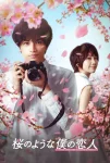 فیلم عشقی مانند سقوط گلبرگ ها Love Like the Falling Petals 2022