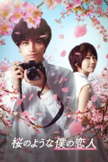 دانلود فیلم عشقی مانند سقوط گلبرگ ها Love Like the Falling Petals 2022