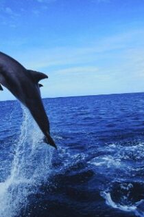 دانلود فیلم دلفین‌های وحشی  Dolphins: The Wild Side 1999