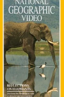 فیلم بازتاب فیل‌ها  Reflections on Elephants 1994