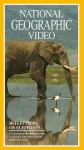 فیلم بازتاب فیل‌ها  Reflections on Elephants 1994