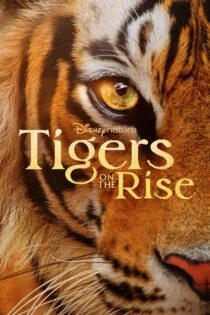 فیلم ببرهای در حال ظهور Tigers on the Rise 2024 فیلم ببرهای در حال ظهور Tigers on the Rise 2024