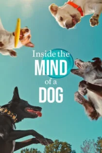 فیلم درون ذهن یک سگ Inside the Mind of a Dog 2024 فیلم درون ذهن یک سگ Inside the Mind of a Dog 2024