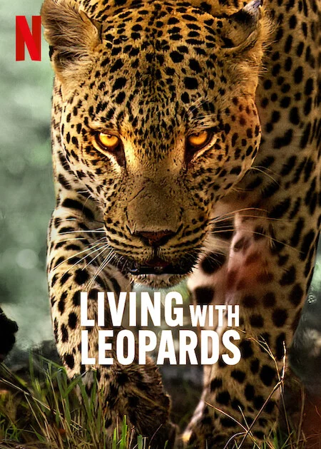 فیلم Living with Leopards 2024 زیبای زندگی با پلنگ ها