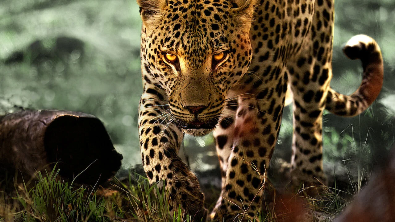 فیلم Living with Leopards 2024 زیبای زندگی با پلنگ ها